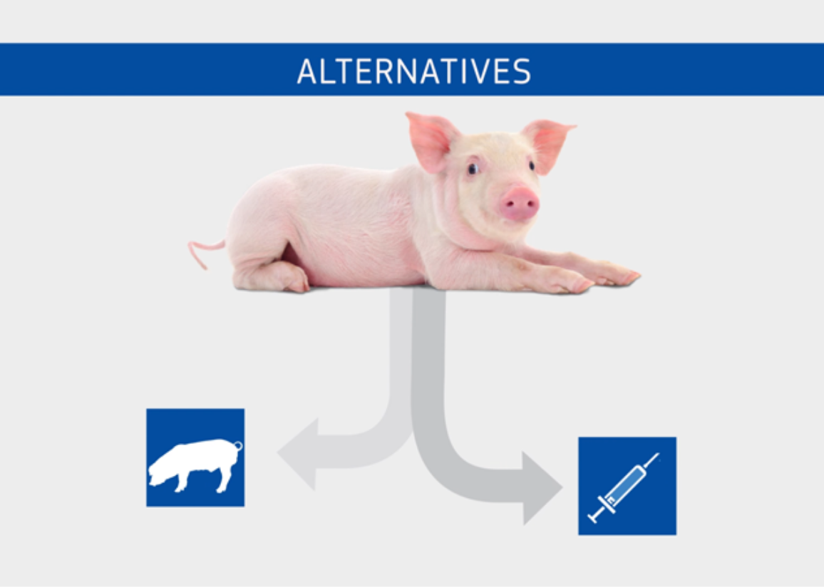PIGS